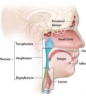 Cover image of the article: Retrospective Incidence Analysis of Head and Neck Cancer Patients in Rural Areas of Sindh, Pakistan