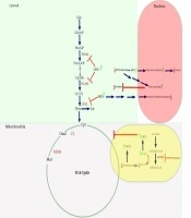 Short-Chain Hydroxyl CoA Dehydrogenase Probably is the Central Player in DNA Replication and Glucose Consumption in Human Non-Small Lung Carcinoma Cell Line