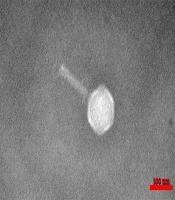 Isolation and Host Range of Lytic Staphylophages on Clinical Isolates of Methicillin-Resistant Staphylococcus aureus