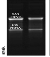 Cover image of the article: Effects of Toxicity Induced by Gentamicin on the Kidney of Killifish Aphaniops hormuzensis and the Role of Wt1 and MMP9 Genes in Response to This Toxicity