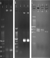 Prevalence of Human Herpes Virus 8 Infection and Pattern of TLR4 rs4986791 Polymorphism in Women with Breast Cancer