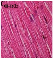 Jentashapir J Cell Mol Biol