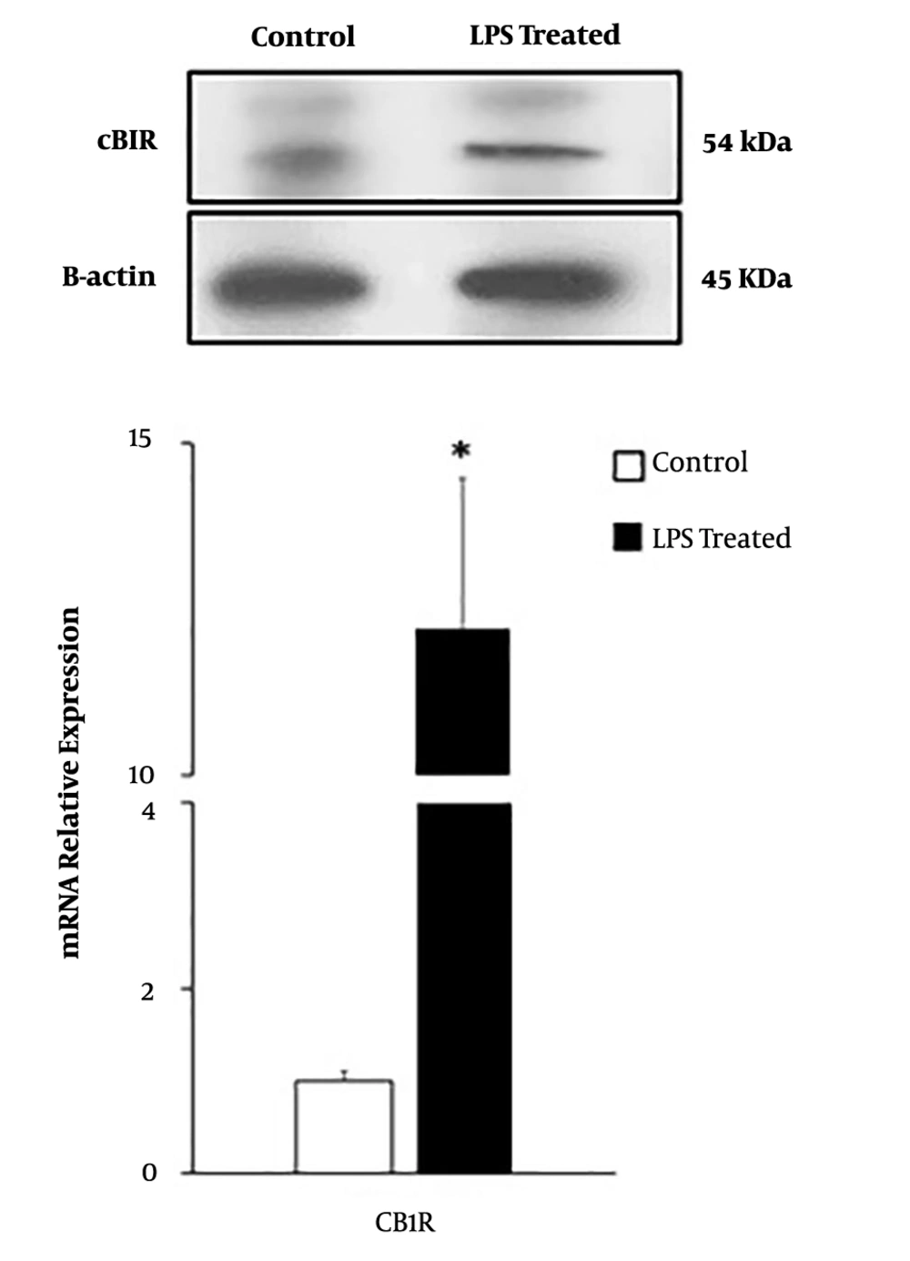 Influence of LPS on the CB1R expression in AGS cells. CB1R expression was evaluated by qRT-PCR and western blot. Data were normalized to β-actin and were expressed as means ± SEM. Each experiment was performed in triplicate. *, P < 0.05. Influence of LPS on the CB1R expression in AGS cells. CB1R expression was evaluated by qRT-PCR and western blot. Data were normalized to β-actin and were expressed as means ± SEM. Each experiment was performed in triplicate. *, P < 0.05.