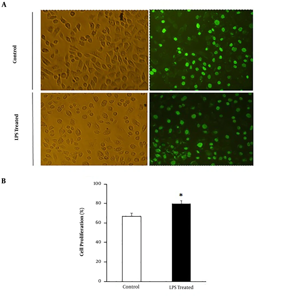 Effect of LPS treatment on cell proliferation in AGS cells. LPS treatment promoted cell proliferation in AGS cells compared with the control group. A, Representation of cell proliferation under a fluoresence microscope; B, the number of BrdU-positive staining cells was obtained by counting labeled cells per 100 cells under a fluorescence microscope in the LPS-treated group compared with the control group. Each experiment was performed in triplicate. *, P < 0.05, in comparison to the control group. Effect of LPS treatment on cell proliferation in AGS cells. LPS treatment promoted cell proliferation in AGS cells compared with the control group. A, Representation of cell proliferation under a fluoresence microscope; B, the number of BrdU-positive staining cells was obtained by counting labeled cells per 100 cells under a fluorescence microscope in the LPS-treated group compared with the control group. Each experiment was performed in triplicate. *, P < 0.05, in comparison to the control group.