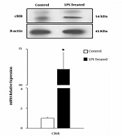 The LPS-Treated Human Gastric Cancer Cells (AGS) Show a Significant Higher Tendency to Proliferation, Inflammation and Cannabinoid Receptor 1 Expression