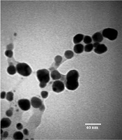 Evaluation of the Cytotoxic Activity of Biosynthesized Silver Nanoparticles Using Berberis vulgaris Leaf Extract
