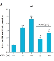 Effect of Fibroblast Growth Factor 21 on the Expression of TLR4 and BAMBI Genes in Cholesterol-Treated Human Hepatic Stellate Cells