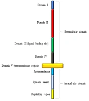 Cerebral Glioblastoma: A Review on Genetic Alterations, Signaling Pathways, and Clinical Managements