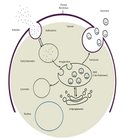 Regeneration and Diagnosis of Kidney Disease Using Exosomes