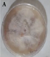 Strain Degeneration in White Button Mushroom (Agaricus bisporus) Using Amplified Fragment Length Polymorphism
