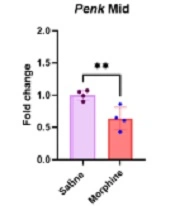 Cover image of the article: Region Specificity in Endogenous Opioid Peptides and Mu-opioid Receptor Gene Expression in Rat Brain Areas Involved in Addiction After Frequent Morphine Treatment