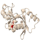 A Novel Mutation in the TSEN2 Gene Among Two Iranian Families with Pontocerebellar Hypoplasia Type 2B
