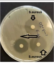 Determination of the Antibacterial and Apoptotic Effects of Carvacrol and Anti-cancer Peptide
