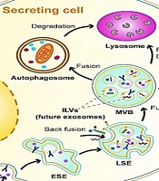 Exosomes as Biochemistry Tools for Stem Cell Differentiation: A Novel Cell-Based Treatment for Diseases