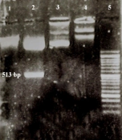 Cloning of BHV-UL25 Conserved Fragment in a Lentiviral Transfer Plasmid for the Preparation of a Monitoring Cell Line
