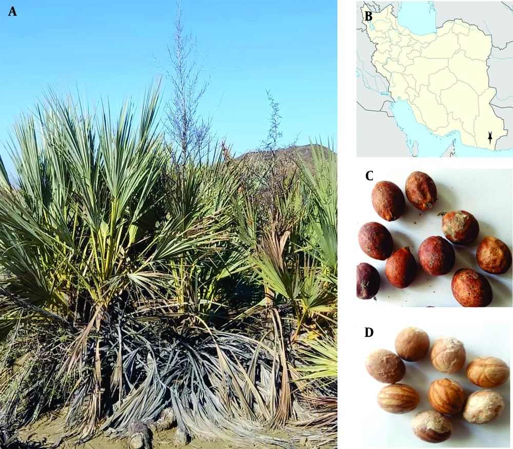 A, Nannorrhops baluchestanica life form; B, the location of the studied population; C and D, details of seeds and berries morphology. A, Nannorrhops baluchestanica life form; B, the location of the studied population; C and D, details of seeds and berries morphology.