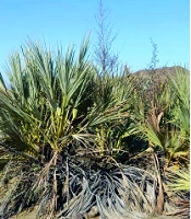 Cover image of the article: Antioxidant and Antimicrobial Effects of Nannorrhops baluchestanica: An Endemic Palm Species in Southeast Iran