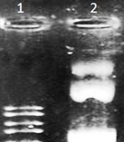 Cloning of a BDV-NS3 Conserved Fragment for the Preparation of a Reporter Cell Line