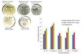 Green Copper Carbonate Nanoparticles Produced by the Ureolytic Fungus Alternaria sp. Strain ccf7 and Their Antibacterial Activity