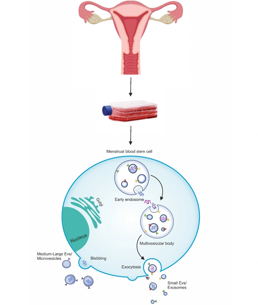 Schematic diagram of menstrual-blood stem cells from EV biogenesis Schematic diagram of menstrual-blood stem cells from EV biogenesis
