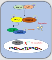 New Insights into the Roles of the Hippo Signaling Pathway in Stem Cell Biology