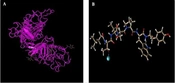 Evaluation and Simulation of Docking Peptide Labeled with Technetium-99m (Tc-99m) with Human Epidermal Growth Factor Receptor 2 (HER2) in HER2-Positive Breast Cancer Cells