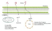 Protective Roles of Melatonin in Alzheimer's Disease: A Review of Experimental and Clinical Research
