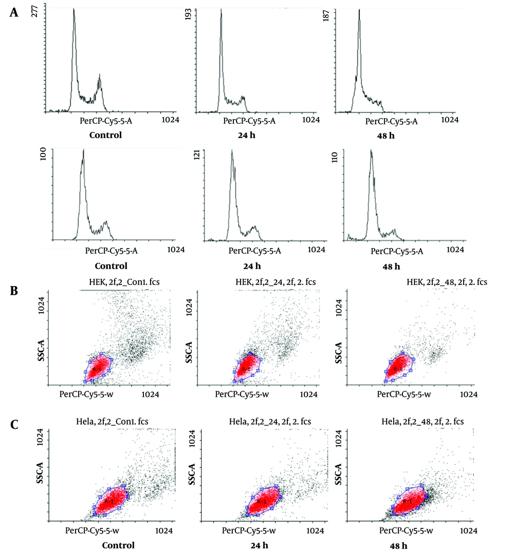 The cell cycle distribution was examined in human embryonic kidney (HEK)293 and HeLa cells transfected with si-hypoxia-inducible factor 1α (HIF1α) 24 and 48 hours after transfection. Cell cycle distribution was determined through propidium iodide (PI) staining and flow cytometric analysis; although there was a notable rise in cells in A, the sub-G1 phase, indicating apoptosis in both B, HEK293 and C, HeLa cells, there was a significant reduction in the percentage of cells in the G2/M phase for both HEK239 and HeLa cells, compared to control cells, at both 24 and 48 hours after transfection. The cell cycle distribution was examined in human embryonic kidney (HEK)293 and HeLa cells transfected with si-hypoxia-inducible factor 1α (HIF1α) 24 and 48 hours after transfection. Cell cycle distribution was determined through propidium iodide (PI) staining and flow cytometric analysis; although there was a notable rise in cells in A, the sub-G1 phase, indicating apoptosis in both B, HEK293 and C, HeLa cells, there was a significant reduction in the percentage of cells in the G2/M phase for both HEK239 and HeLa cells, compared to control cells, at both 24 and 48 hours after transfection.