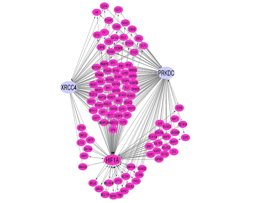 This network represents the regulatory relationships governing the expression of XRCC4 and PRKDC (XRCC7) that are under the regulation of hypoxia-inducible factor 1 (HIF1)Α. The pink nodes are transcription factors (TFs), and the edges show the relationships. Arrow link: Activation; T shape link: Repression; and simple link: Unknown). This network represents the regulatory relationships governing the expression of XRCC4 and PRKDC (XRCC7) that are under the regulation of hypoxia-inducible factor 1 (HIF1)Α. The pink nodes are transcription factors (TFs), and the edges show the relationships. Arrow link: Activation; T shape link: Repression; and simple link: Unknown).