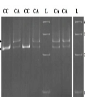 Cover image of the article: Genotyping of rs1127354 and rs7270101 SNPs in Multiple Sclerosis Patients: Correlation with ITPA Gene Expression