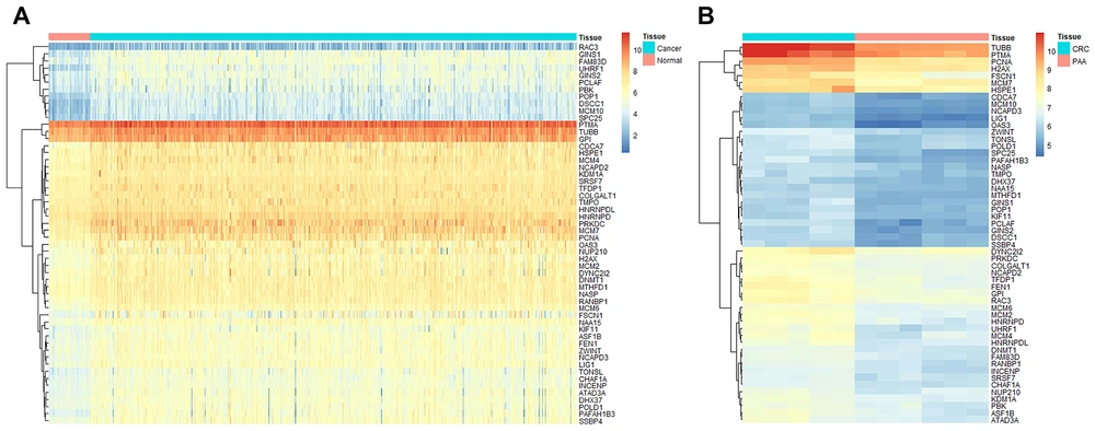 Identifying overexpressed genes in colorectal cancer (CRC) that are downregulated by phenylacetaldehyde (PAA). A, a heatmap illustrating Cancer Genome Atlas (TCGA) data analysis results, highlighting the overexpression of 54 candidate genes in cancer samples (n = 480) compared to normal samples (n = 41); B, a heatmap depicting expression changes of 54 candidate genes following PAA treatment in CRC, based on GSE207618 data analysis. Identifying overexpressed genes in colorectal cancer (CRC) that are downregulated by phenylacetaldehyde (PAA). A, a heatmap illustrating Cancer Genome Atlas (TCGA) data analysis results, highlighting the overexpression of 54 candidate genes in cancer samples (n = 480) compared to normal samples (n = 41); B, a heatmap depicting expression changes of 54 candidate genes following PAA treatment in CRC, based on GSE207618 data analysis.