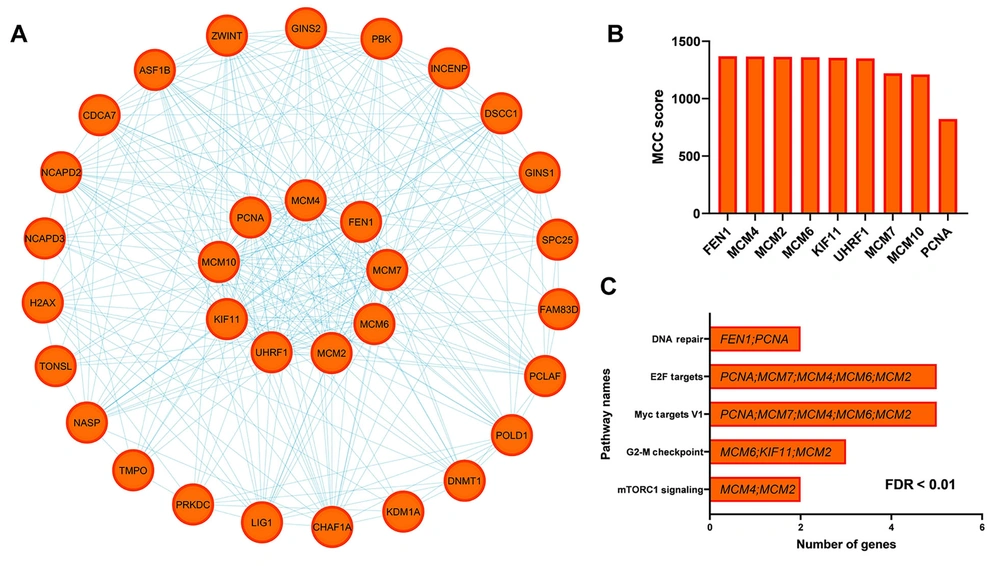 Selection of hub genes and analysis of their relevant pathways. A, protein-protein interaction (PPI) network of downregulated genes under phenylacetaldehyde (PAA) treatment in colorectal cancer (CRC); B, maximal clique centrality (MCC) score highlighting hub gene relevance; C, enrichment results identifying key pathways linked to hub genes within the PPI network. Selection of hub genes and analysis of their relevant pathways. A, protein-protein interaction (PPI) network of downregulated genes under phenylacetaldehyde (PAA) treatment in colorectal cancer (CRC); B, maximal clique centrality (MCC) score highlighting hub gene relevance; C, enrichment results identifying key pathways linked to hub genes within the PPI network.