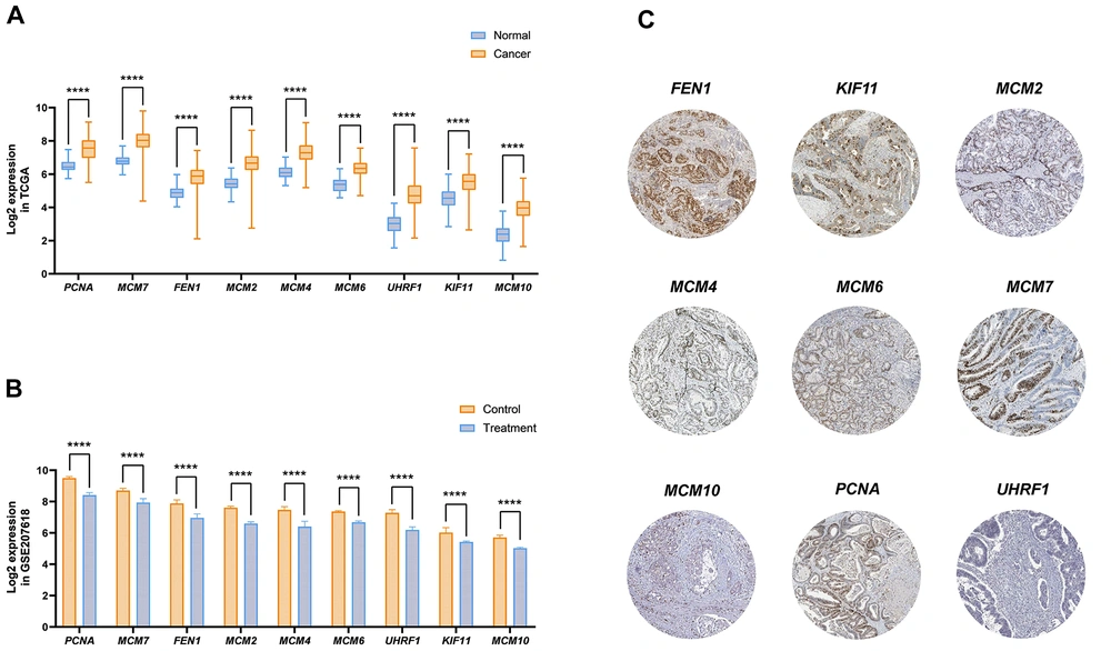 Analysis of hub gene expression alteration in colorectal cancer (CRC). A, significant changes in hub gene expression in cancer samples compared to normal, based on the Cancer Genome Atlas (TCGA) dataset analysis; B, the effect of phenylacetaldehyde (PAA) treatment on decreasing hub gene expression in CRC cell lines, demonstrated through GSE207618 data analysis (**** P < 0.0001); C, immunohistochemistry (IHC) data illustrating hub gene expression levels in CRC, as reported in the Human Protein Atlas database. Analysis of hub gene expression alteration in colorectal cancer (CRC). A, significant changes in hub gene expression in cancer samples compared to normal, based on the Cancer Genome Atlas (TCGA) dataset analysis; B, the effect of phenylacetaldehyde (PAA) treatment on decreasing hub gene expression in CRC cell lines, demonstrated through GSE207618 data analysis (**** P < 0.0001); C, immunohistochemistry (IHC) data illustrating hub gene expression levels in CRC, as reported in the Human Protein Atlas database.