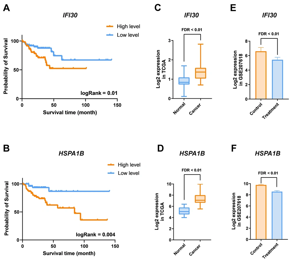 Modulation of gene expression associated with colorectal cancer (CRC) patient mortality by phenylacetaldehyde (PAA) treatment. A and B, Kaplan-Meier plots depicting IFI30 and HSPA1B as poor-prognostic genes (HR > 1); C and D, differential expression analysis of IFI30 and HSPA1B in TCGACOAD cancer samples compared to normal; E and F, the impact of PAA treatment on downregulating IFI30 and HSPA1B expression. Modulation of gene expression associated with colorectal cancer (CRC) patient mortality by phenylacetaldehyde (PAA) treatment. A and B, Kaplan-Meier plots depicting IFI30 and HSPA1B as poor-prognostic genes (HR > 1); C and D, differential expression analysis of IFI30 and HSPA1B in TCGACOAD cancer samples compared to normal; E and F, the impact of PAA treatment on downregulating IFI30 and HSPA1B expression.