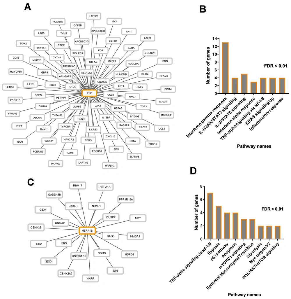 The correlation between cancer-related pathway genes and poor prognosis genes. A, co-expression network displaying genes correlated with IFI30 expression; B, enrichment results for all genes within the IFI30 co-expression network; C, co-expression network visualizing genes correlated with HSPA1B expression; D, significant pathways associated with genes in the HSPA1B co-expression network. The correlation between cancer-related pathway genes and poor prognosis genes. A, co-expression network displaying genes correlated with IFI30 expression; B, enrichment results for all genes within the IFI30 co-expression network; C, co-expression network visualizing genes correlated with HSPA1B expression; D, significant pathways associated with genes in the HSPA1B co-expression network.