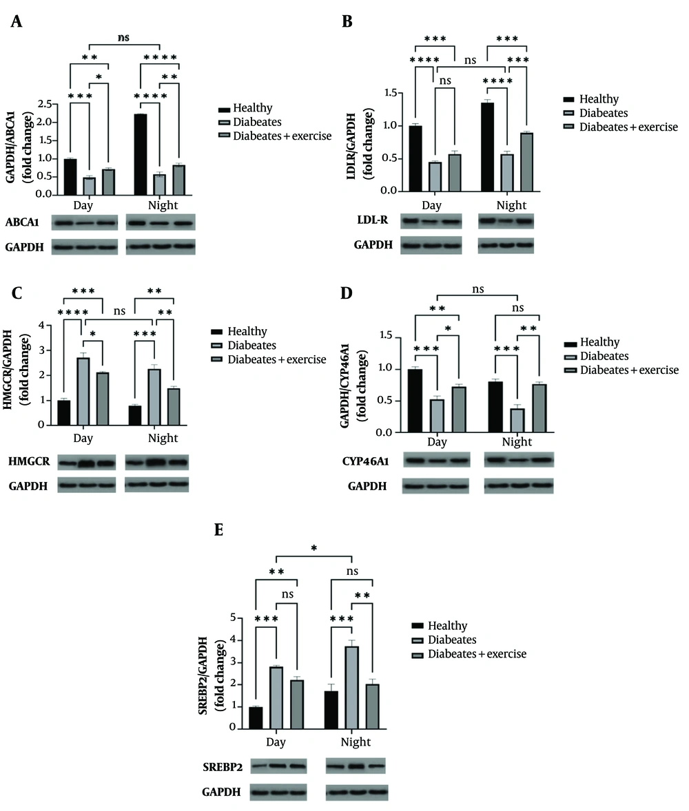 Effect of morning and evening continuous exercise on brain cholesterol-related protein expression (ABCA1, LDLR, HMGCoA, CYP46A1, and SREBP2) in a mouse model of metabolic syndrome (MetS). Protein expression levels were quantified by Western blot analysis in groups subjected to exercise at different times of day. Representative cropped blot images are shown, with GAPDH used as a loading control. Tissue samples were collected 48 hours after the final exercise session, conducted either in the morning or evening. Data are presented as mean ± standard deviation, per group. Statistically significant differences between groups are denoted as follows: * P < 0.05, ** P < 0.01, *** P < 0.001, **** P < 0.0001. Effect of morning and evening continuous exercise on brain cholesterol-related protein expression (ABCA1, LDLR, HMGCoA, CYP46A1, and SREBP2) in a mouse model of metabolic syndrome (MetS). Protein expression levels were quantified by Western blot analysis in groups subjected to exercise at different times of day. Representative cropped blot images are shown, with GAPDH used as a loading control. Tissue samples were collected 48 hours after the final exercise session, conducted either in the morning or evening. Data are presented as mean ± standard deviation, per group. Statistically significant differences between groups are denoted as follows: * P < 0.05, ** P < 0.01, *** P < 0.001, **** P < 0.0001.