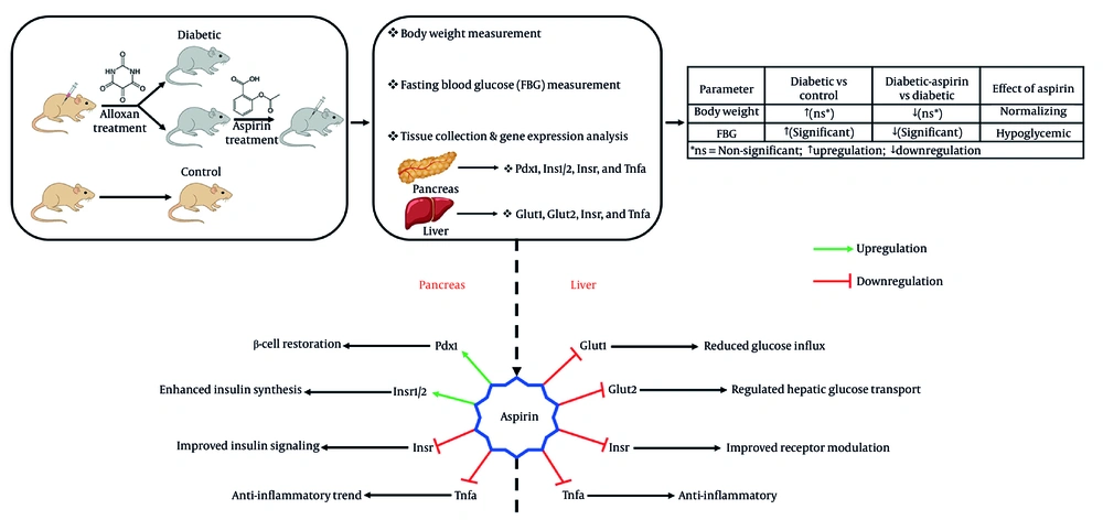 Summary of the effects of aspirin on physiological and molecular parameters in alloxan-induced diabetic rats. Summary of the effects of aspirin on physiological and molecular parameters in alloxan-induced diabetic rats.