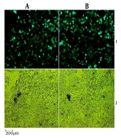Development of a Lentiviral-Based Expression System Targeting the Conserved Domain of the Rep Gene of Psittacine Beak and Feather Disease Virus