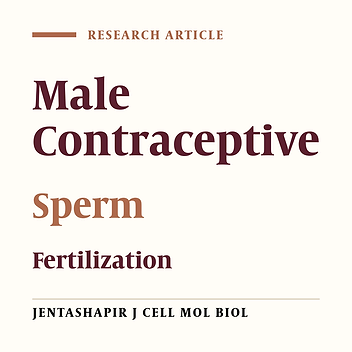 Study of Spermatogenesis in Wistar Adult Rats Administrated to Long Term of Ruta Graveolens