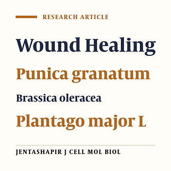 Wound Healing Effect of an Ointment Made From a Mixture of Brassica oleracea var, Punica granatum, and Plantago major L Extracts in Rats