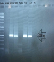 Molecular Characterization of Visceral Leishmaniasis in Asymptomatic Dogs in North Khorasan, Northeastern Iran
