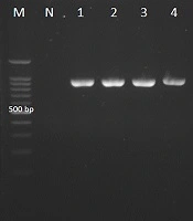 Molecular Investigation of Etiologic Agents Causing Vulvovaginal Candidiasis