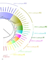 Immunovirological Assessment of HIV-Infected Patients and Phylogenetic Analysis of the Virus in Northeast of Iran