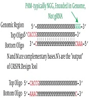 Construction of PX-LmGP63 Using CRISPR-Cas9 as Primary Goal for GP63 gene Knockout in Leishmania major and Leishmanization