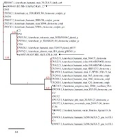 Phenotypic and Genotypic Evaluation of Antibiotic Resistance of Acinetobacter baumannii Bacteria Isolated from Surgical Intensive Care Unit Patients in Pakistan