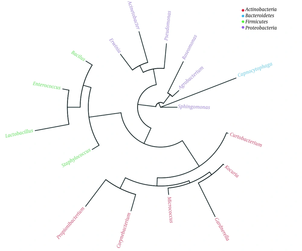Genus level phylogenetic tree of normal skin microbiome. Genera with the same color belong to the same phylum. Genus level phylogenetic tree of normal skin microbiome. Genera with the same color belong to the same phylum.