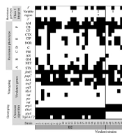 Cover image of the article: Genotyping of Escherichia coli Causing Vaginal Infection in Dysplastic Patients with Similar Genetic Backgrounds Between Commensal and Virulent Strains