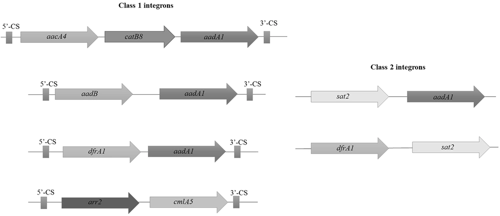 The genetic maps of class 1 and 2 integrons in clinical isolates. PCR sequencing confirmed the presence of gene cassette arrays consisting of <i>aacA4-catB8-aadA1</i> (12/46, 26.09%), <i>aadB-aadA1</i> (12/46, 26.09%), <i>arr2-cm1A5</i> (14/46, 30.43%), and <i>dfrA1-aadA1</i> (8/46, 7.39%) in class 1 integron (left hand) and <i>dfrA1-sat2</i> (9/17, 52.94%) and <i>sat2-aadA1</i> (8/17, 47.06%) in class 2 integron (right hand). The genetic maps of class 1 and 2 integrons in clinical isolates. PCR sequencing confirmed the presence of gene cassette arrays consisting of <i>aacA4-catB8-aadA1</i> (12/46, 26.09%), <i>aadB-aadA1</i> (12/46, 26.09%), <i>arr2-cm1A5</i> (14/46, 30.43%), and <i>dfrA1-aadA1</i> (8/46, 7.39%) in class 1 integron (left hand) and <i>dfrA1-sat2</i> (9/17, 52.94%) and <i>sat2-aadA1</i> (8/17, 47.06%) in class 2 integron (right hand).
