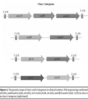 The Occurrence and Characterization of Class I, II, and III Integrons Among Carbapenemase-Producing Clinical Strains of Acinetobacter baumannii in Tehran, Iran