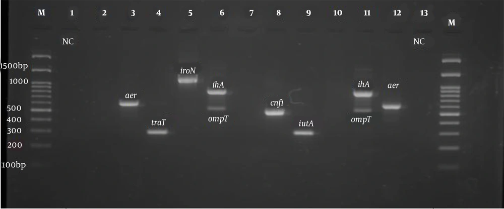 PCR product electrophoresis for <i>aer</i>, <i>iroN</i>, <i>ompT</i>, <i>ihA</i>, and <i>cnf1</i> genes (Row M, marker 100 bp DNA ladder; Rows 3 and 12, positive sample of <i>aer</i> 602 bp; Row 4, positive sample of <i>TraT</i> gene 290 bp; Row 5, positive sample of <i>iroN</i> gene 1148 bp; Rows 6 and 11, positive sample of <i>ihA</i> 857 bp; Rows 6 and 11, positive sample of <i>ompT</i> gene 559 bp; Row 8, positive sample of <i>cnf1</i> gene 498 bp, and Rows 1 and 13, negative control). PCR product electrophoresis for <i>aer</i>, <i>iroN</i>, <i>ompT</i>, <i>ihA</i>, and <i>cnf1</i> genes (Row M, marker 100 bp DNA ladder; Rows 3 and 12, positive sample of <i>aer</i> 602 bp; Row 4, positive sample of <i>TraT</i> gene 290 bp; Row 5, positive sample of <i>iroN</i> gene 1148 bp; Rows 6 and 11, positive sample of <i>ihA</i> 857 bp; Rows 6 and 11, positive sample of <i>ompT</i> gene 559 bp; Row 8, positive sample of <i>cnf1</i> gene 498 bp, and Rows 1 and 13, negative control).